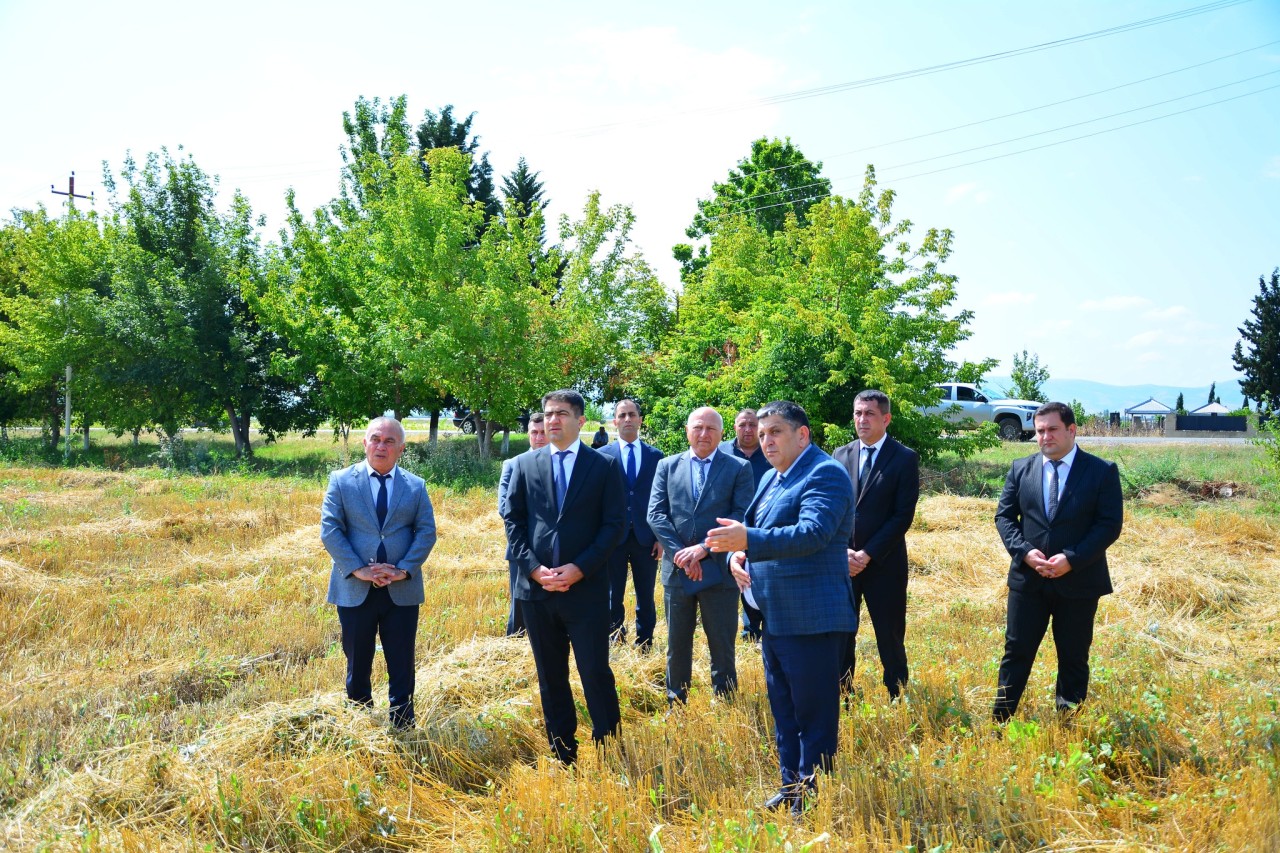 Ağstafada taxıl biçini işləri davam edir - FOTOLAR